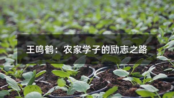 王鸣鹤:农家学子的励志之路