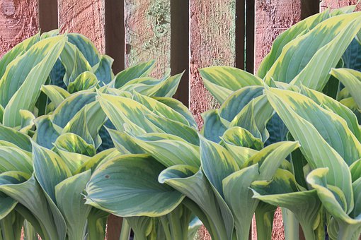 ��Щ������������˵�ע�������ḻ��������дʻ�