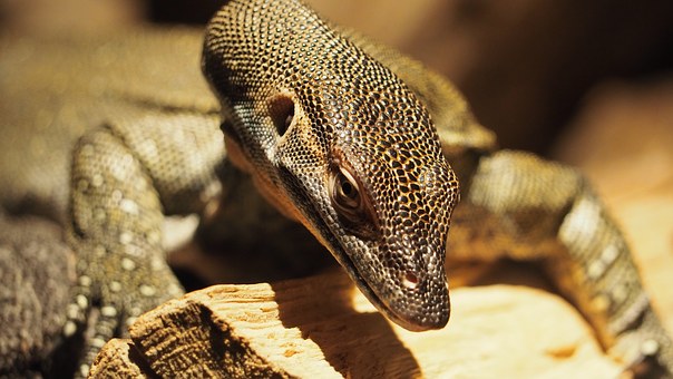 轻轻松松葡萄牙语入门